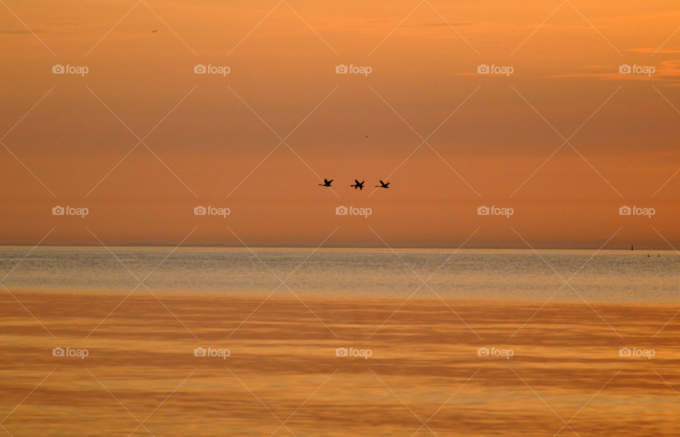 Birds flying over the sea at sunset