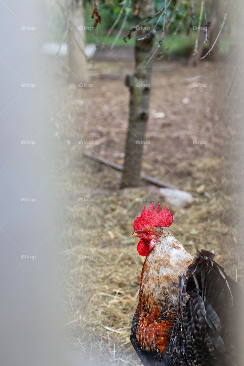 Looking through a fence at a colorful rooster