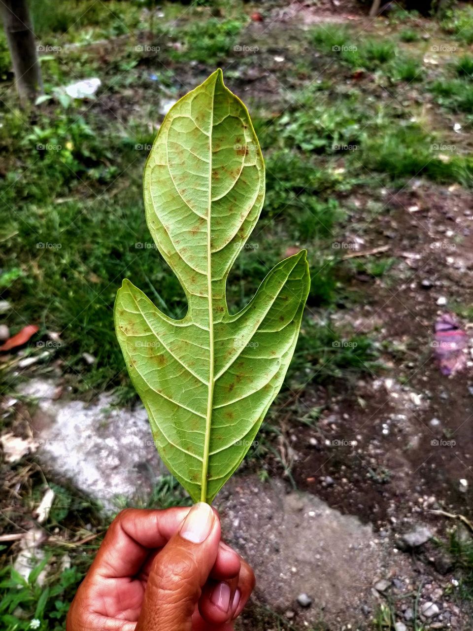 finger holding a leaf