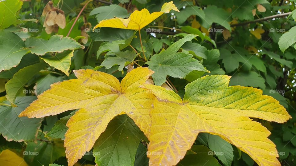 maple tree leaves gradually turning yellow in fall