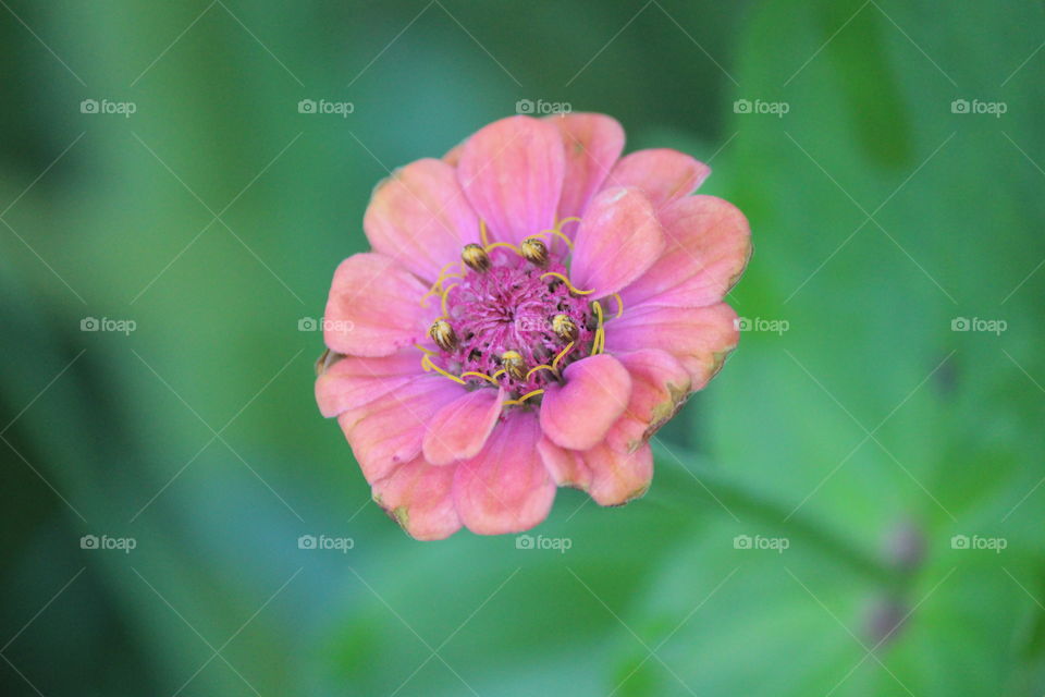 zinnia in pink growing in the wild, petals delicate and lovely