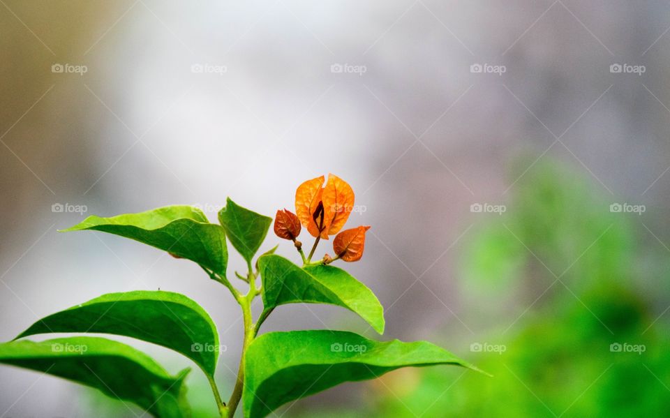 bougainvillea