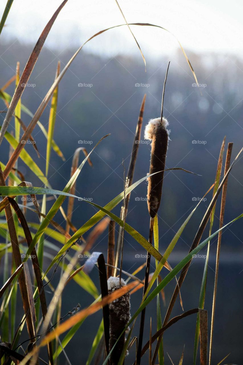 Close-up cattail plant