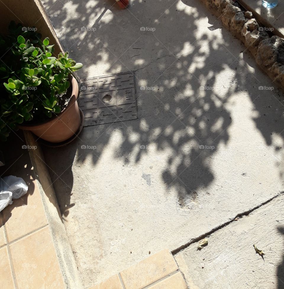 tree shadows