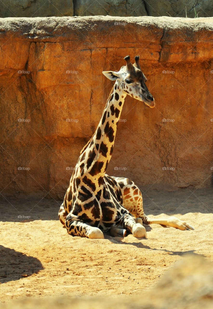 Valencia biopark - giraffe view