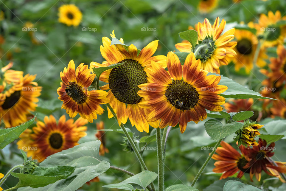 sunflowers bees and bumblebees