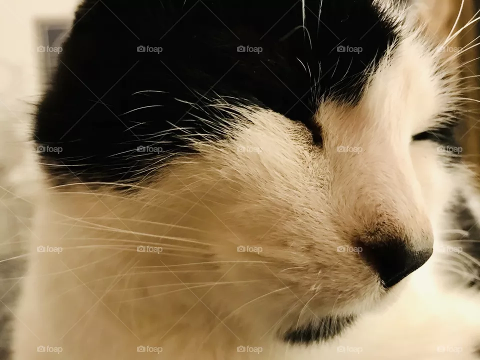 Cat chat