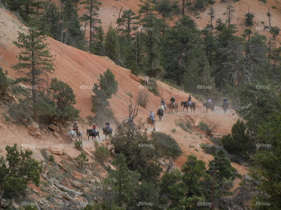 horse rising in Bryce canyon