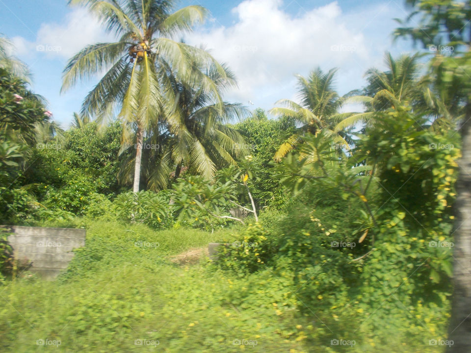 bali forest