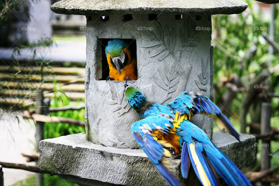 The two yellow-blue colorful parrot fighting 