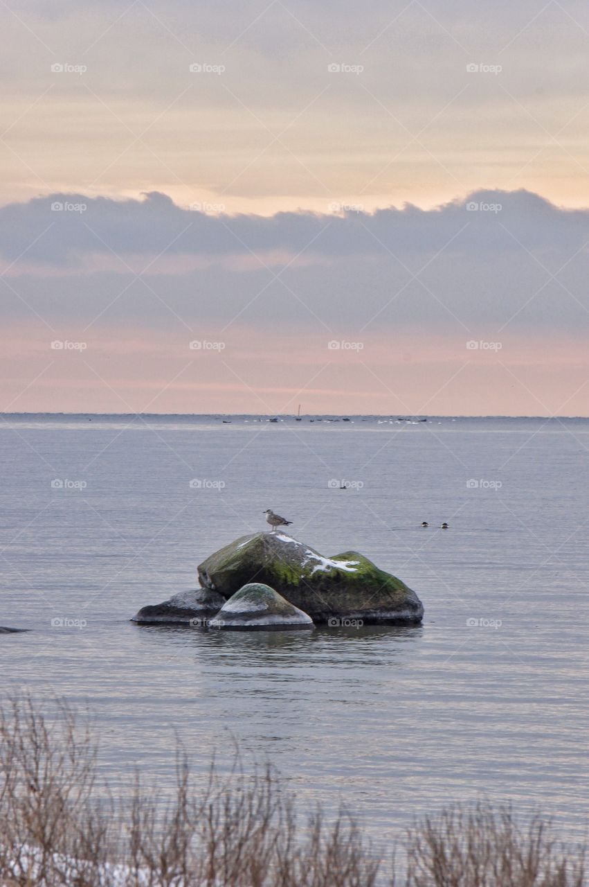 Seagull on a rock