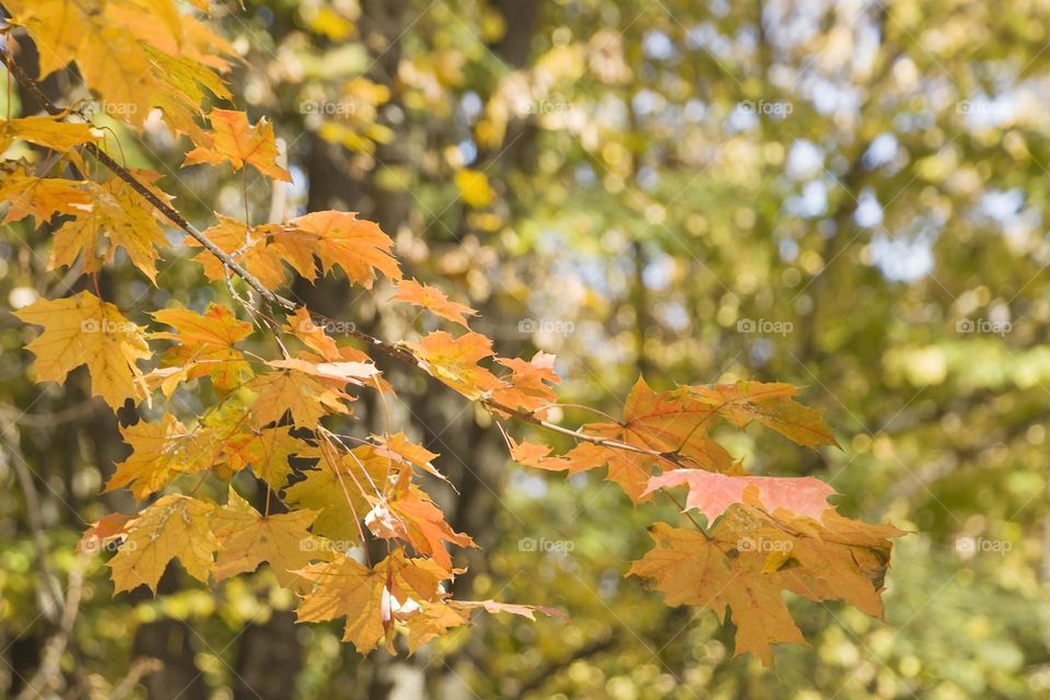 Branch of tree with yellow autumn leaves