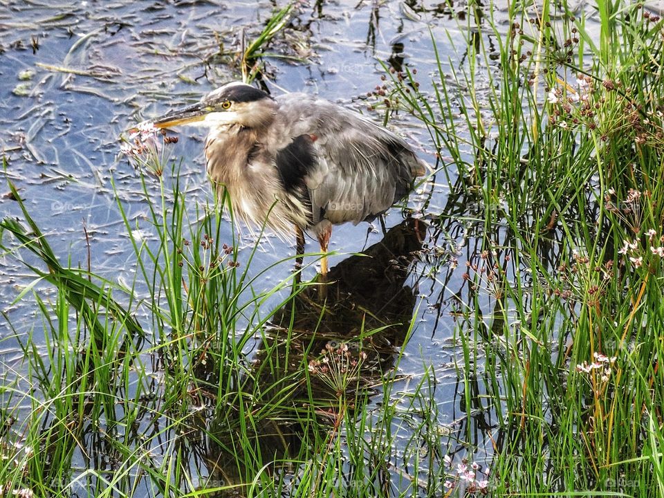 Heron St Lawrence river 