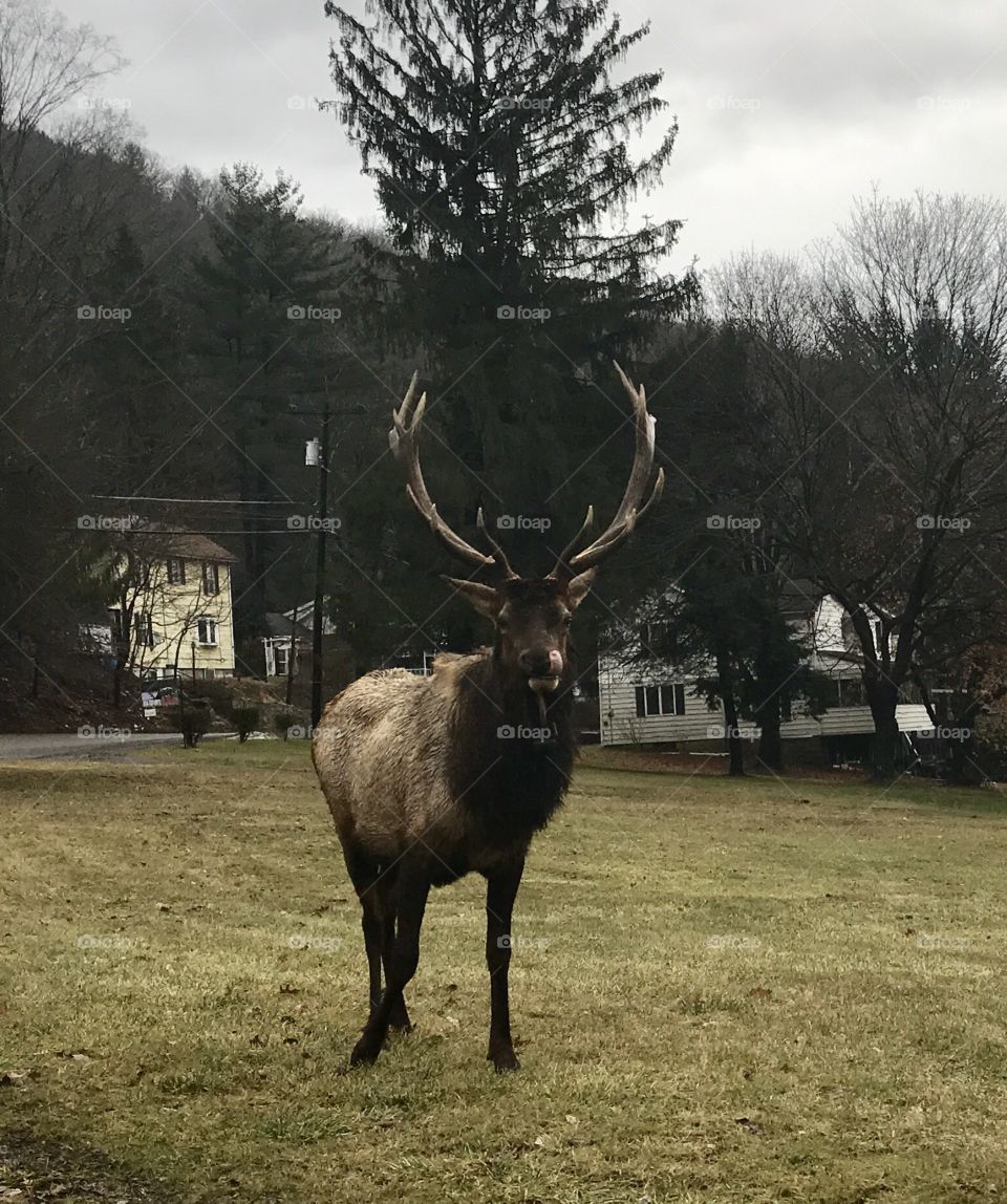 Big elk in Weedville, PA, just hanging out at a crossroads 