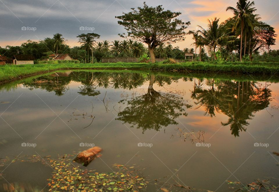 alone tree reflection