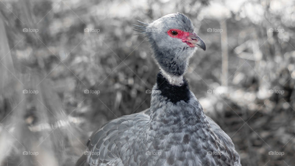 Ave Éxzoologico CABA