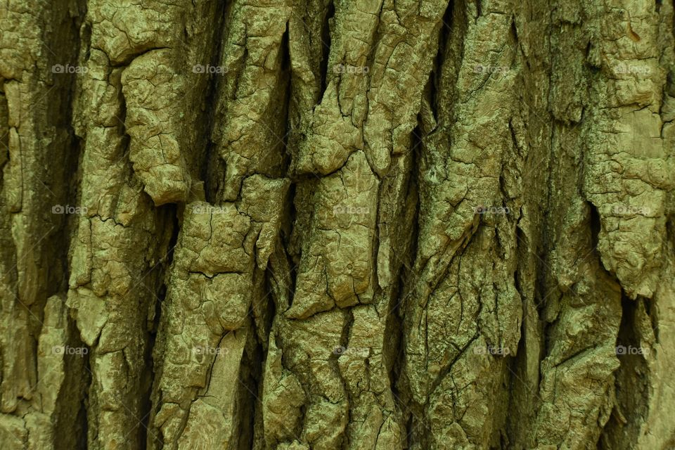 Tree trunk bark texture