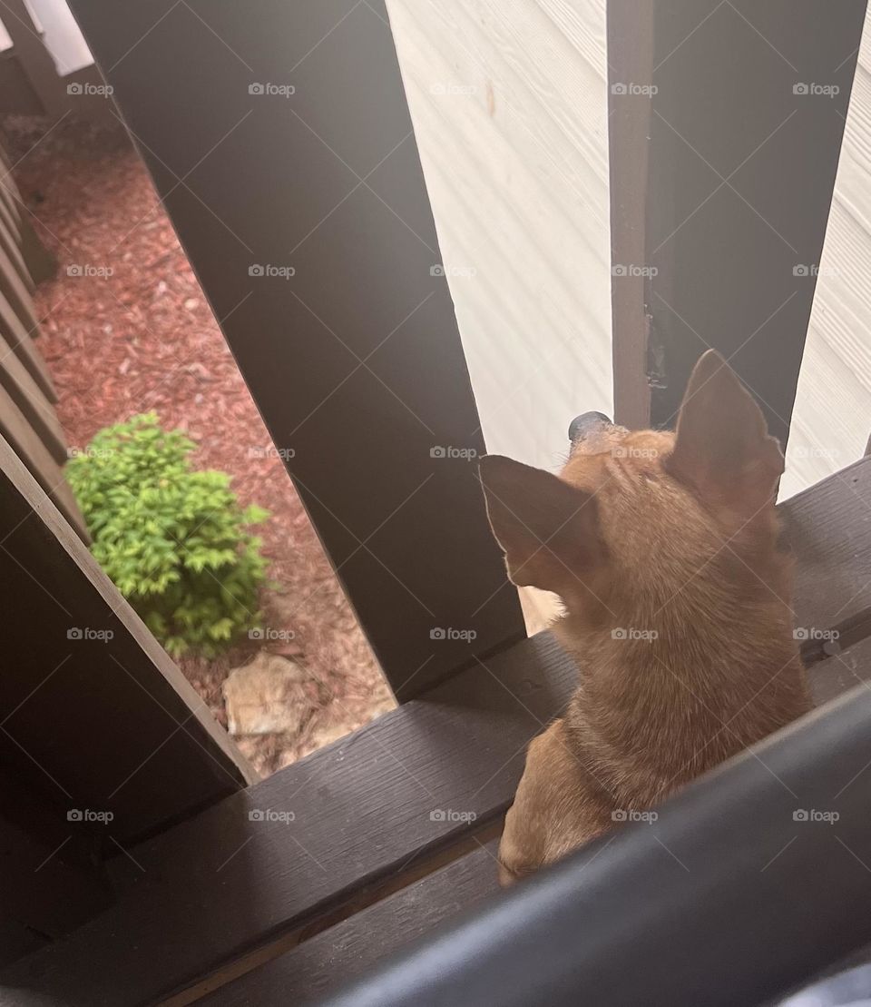 Guard dogs come in every size 