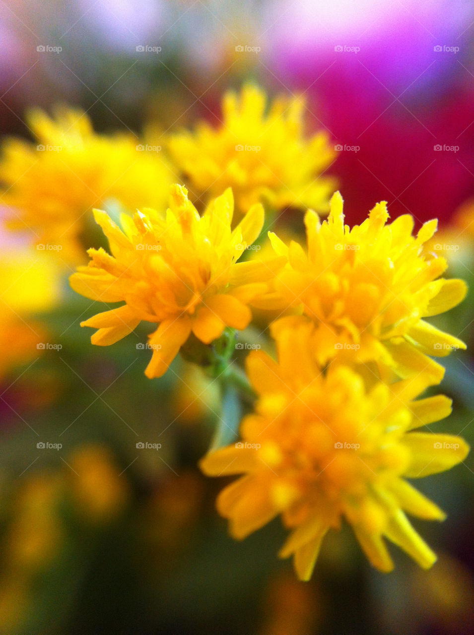 italy yellow flower macro by smandarina