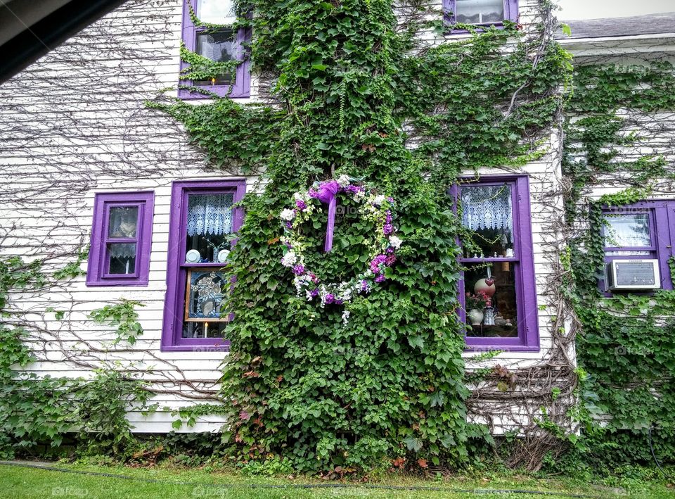 Purple & Ivy