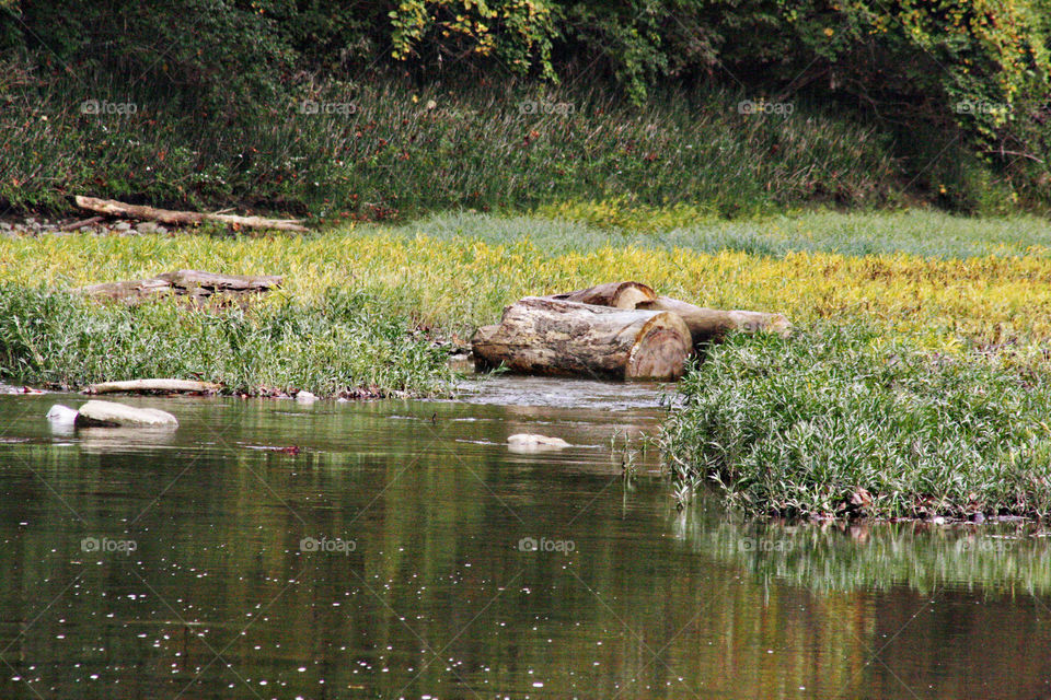 Creekside flowing water with yellow plants