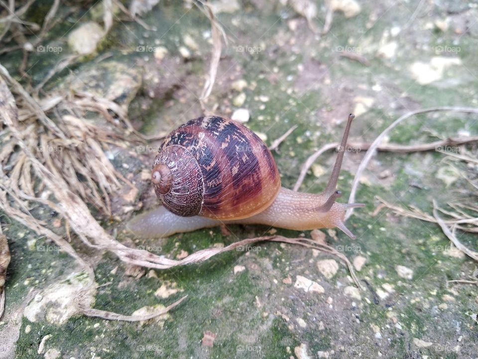 Snail