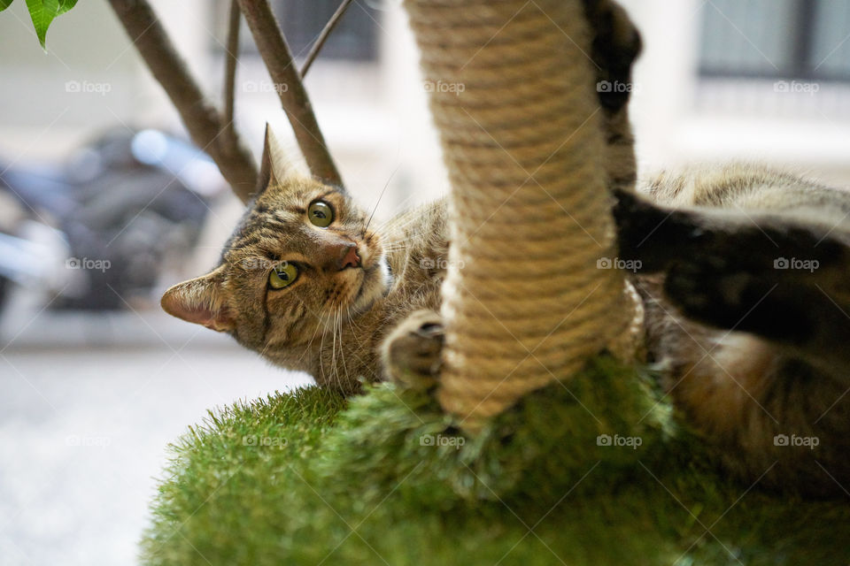 Scratching post