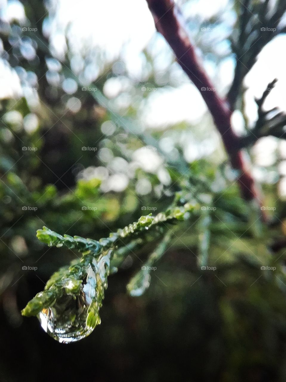 eau , water, goutte, conifer