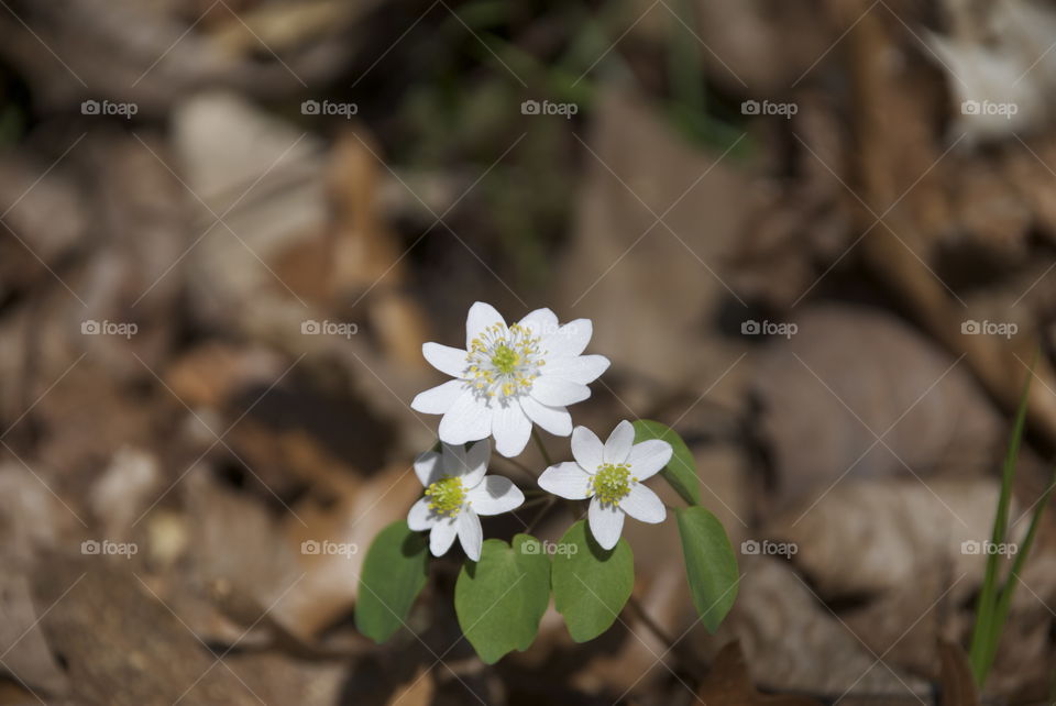 Little white flower. 