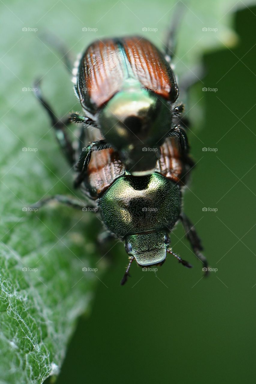 Japanese Beetles