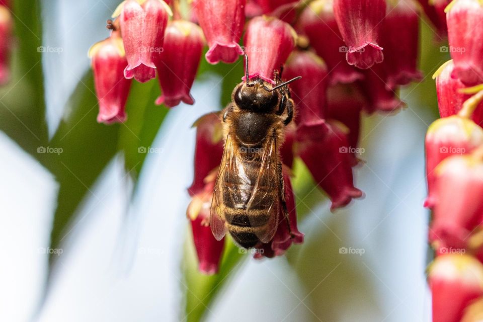Bee collecting nectar from tiny pink blossoms