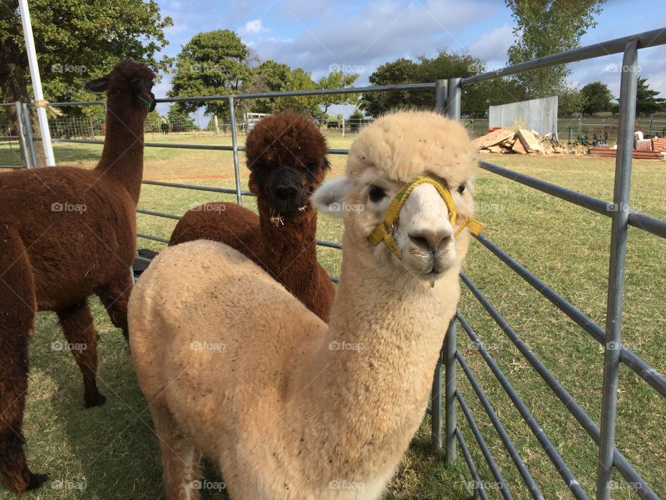 Young Alpaca on grassy field