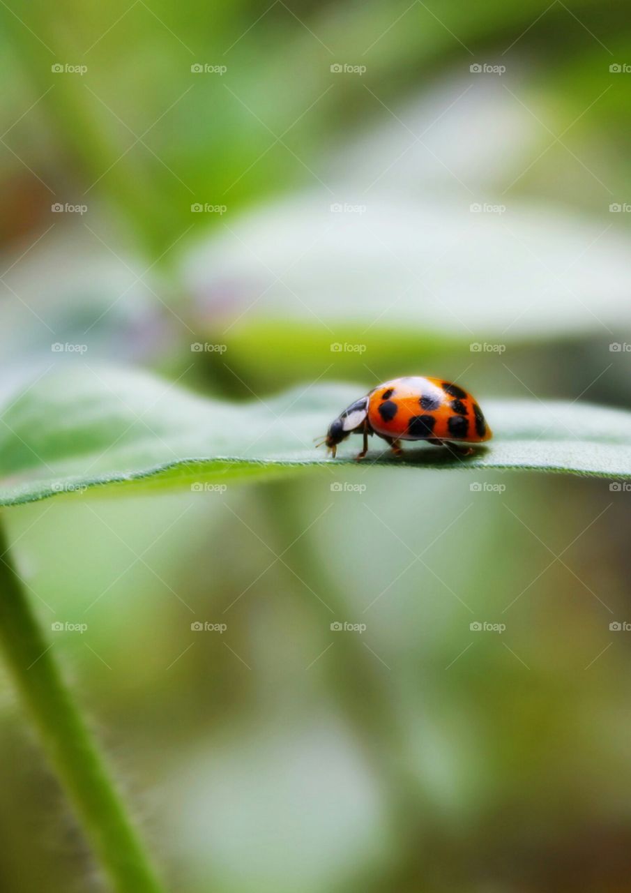 ladybug