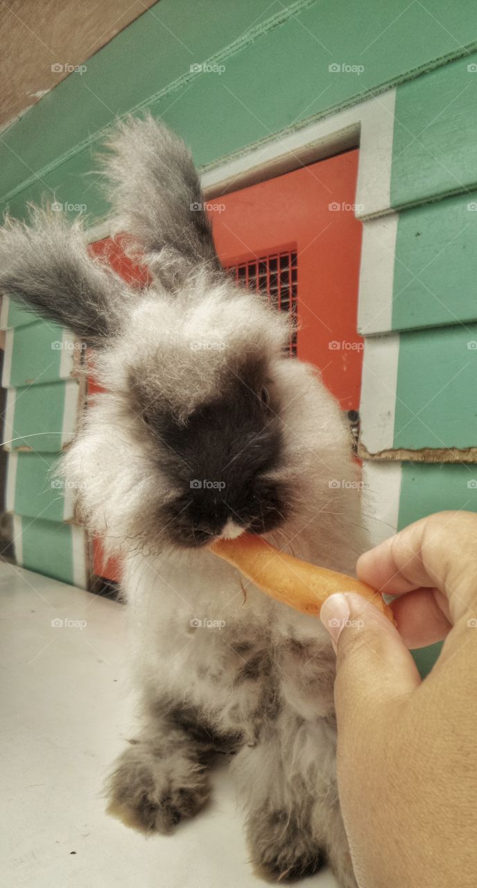 bunny eats carrot