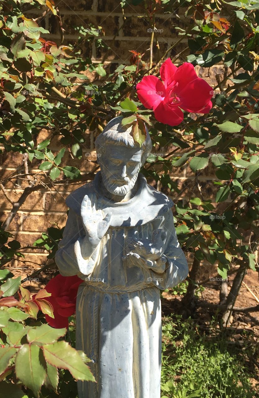 Saint Francis statue in rose garden.