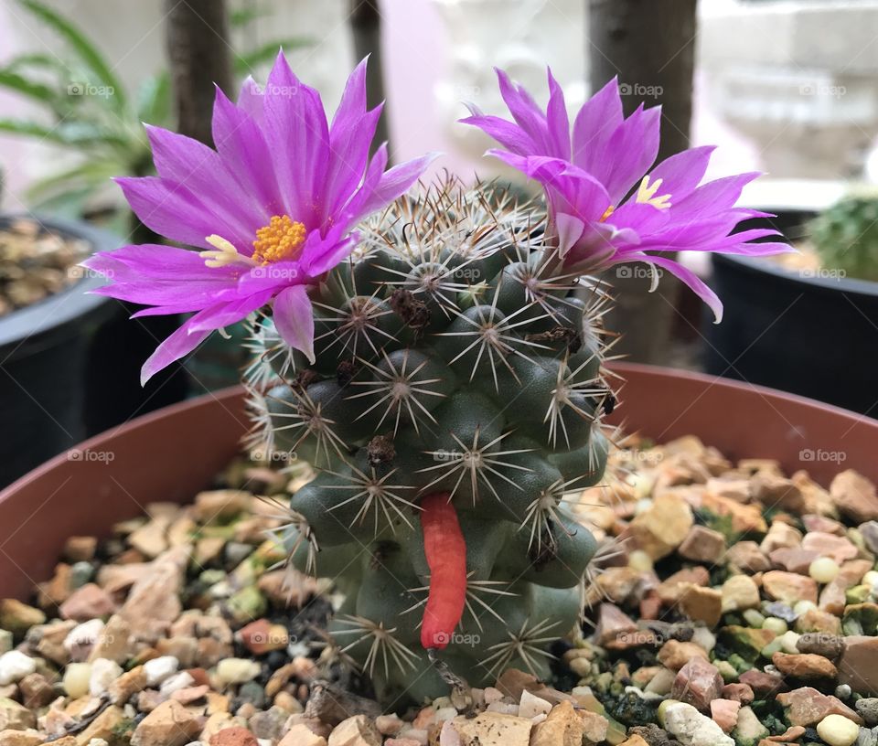 Purple cactus flower plant in Thailand 