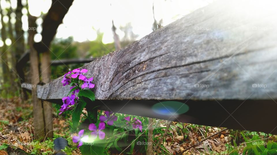 Common Blue Violet, Viola sororia Spring  Flowers (advertising layout)