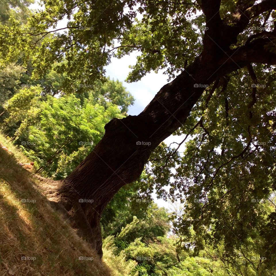 Under an oak