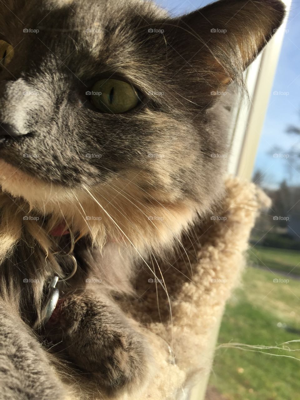 Animal, Portrait, Cute, Cat, Eye