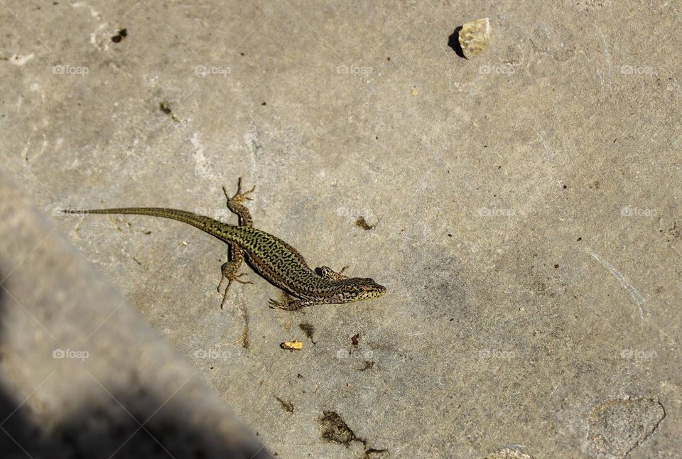 Careful as you step off that curb, you wouldn’t want to hurt this lizard who is happily wandering the streets of Tomar.