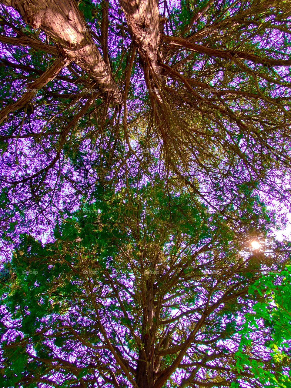 Tree convergence 3 (color shift)