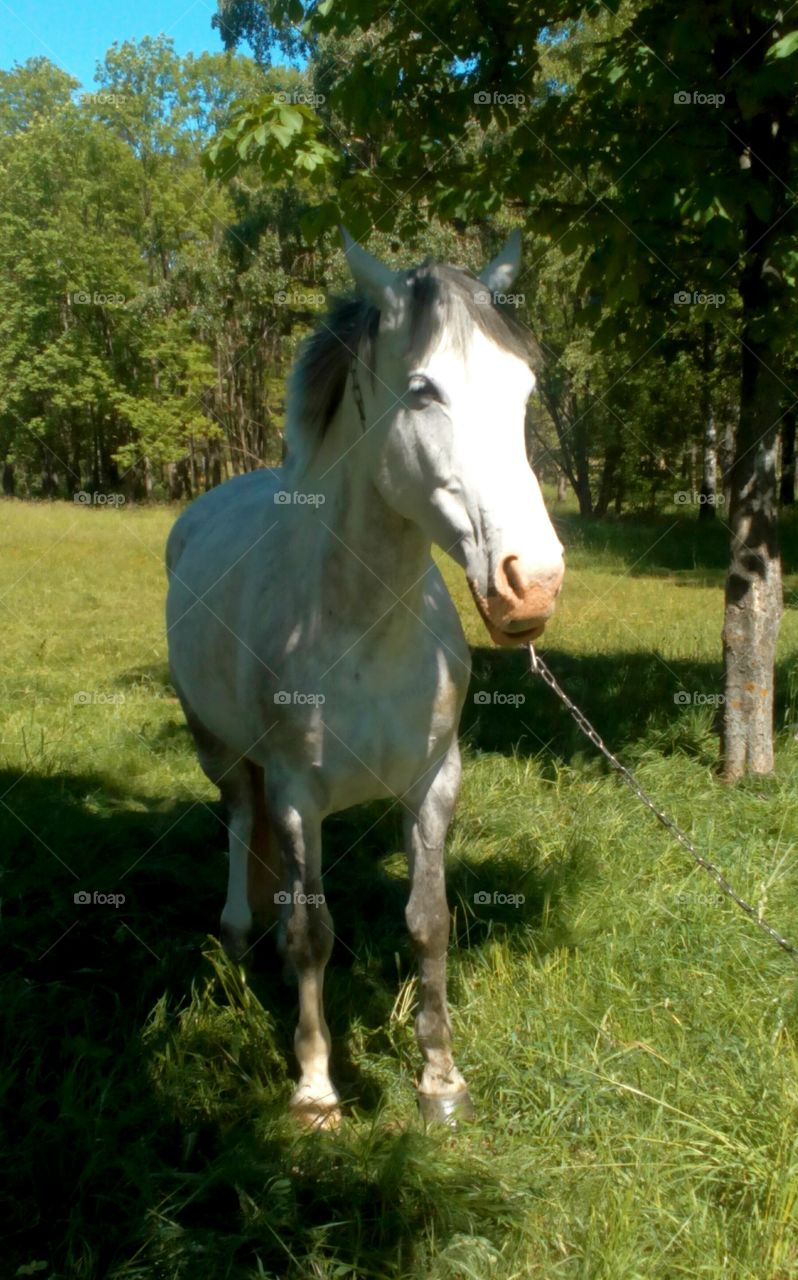 Cavalry, Mammal, Horse, Grass, Animal