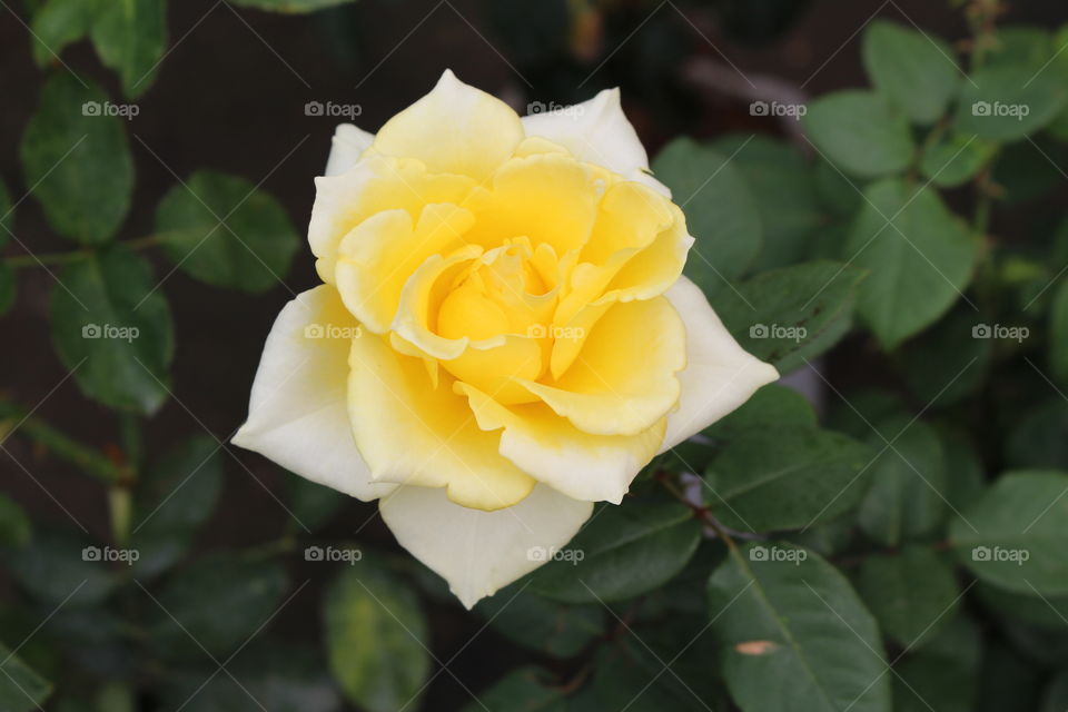 Beautiful bicolored yellow rose at Pattaya Thailand 