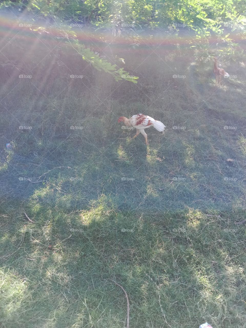 chicken with rainbow at morning time