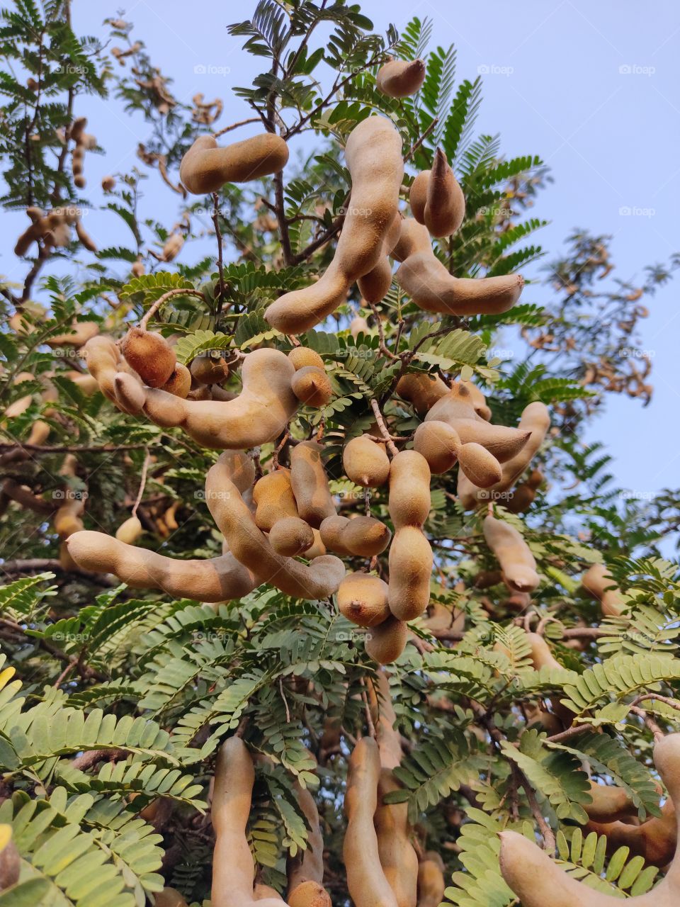 Tamarind