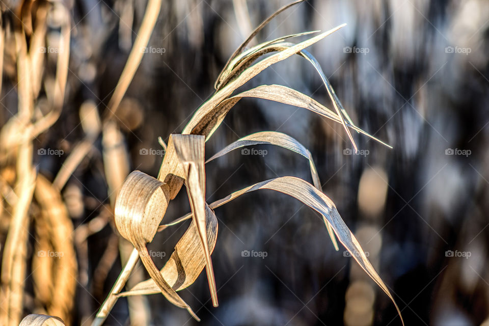 Sunlight on dry grass