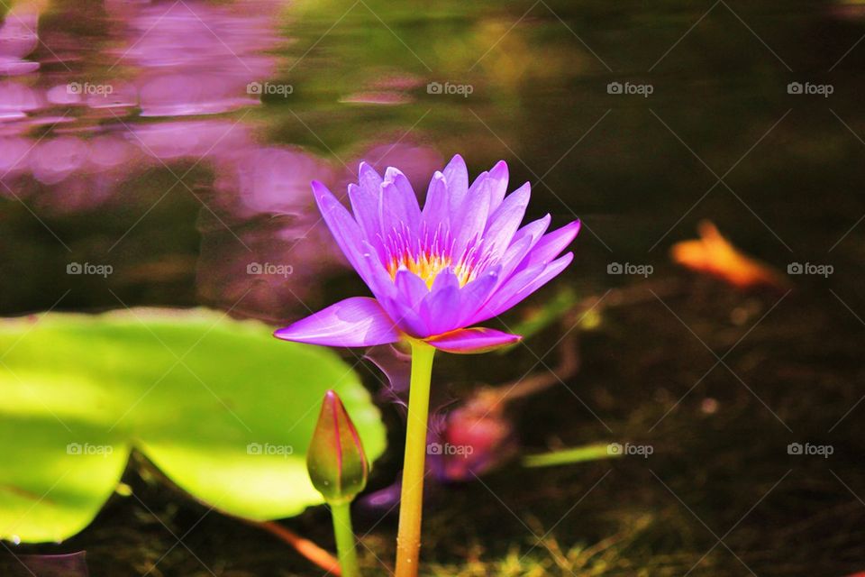 Lady of the pond 