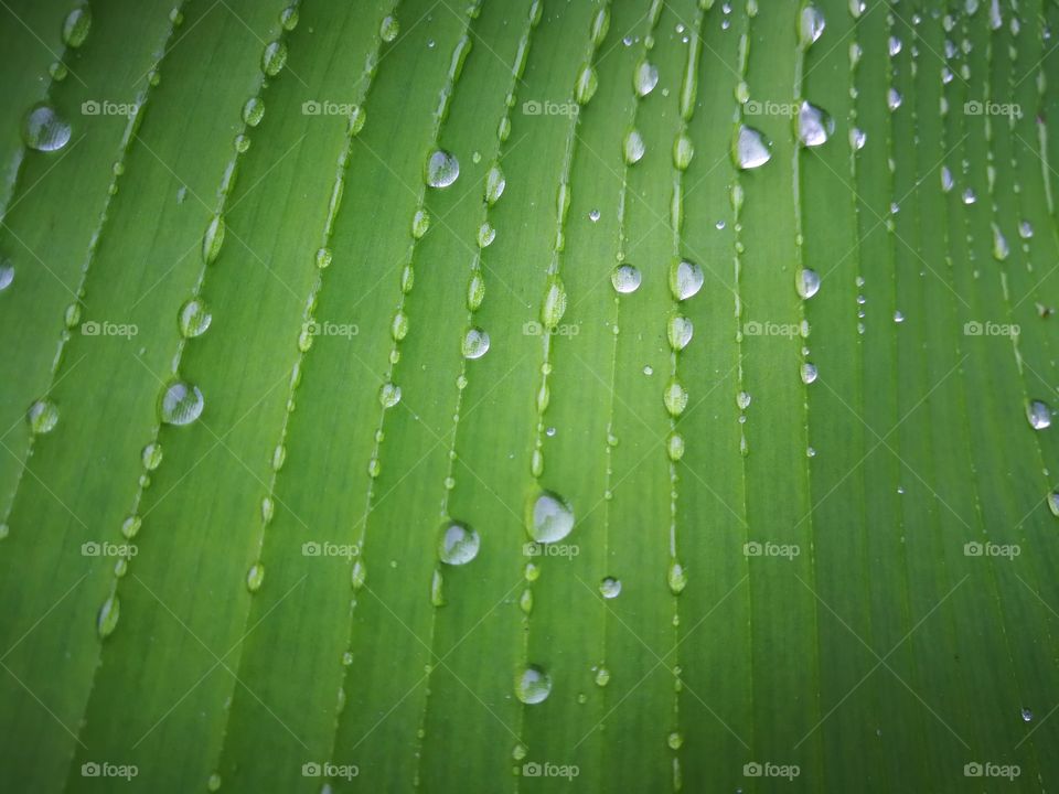 Green banana leaf with water drop.