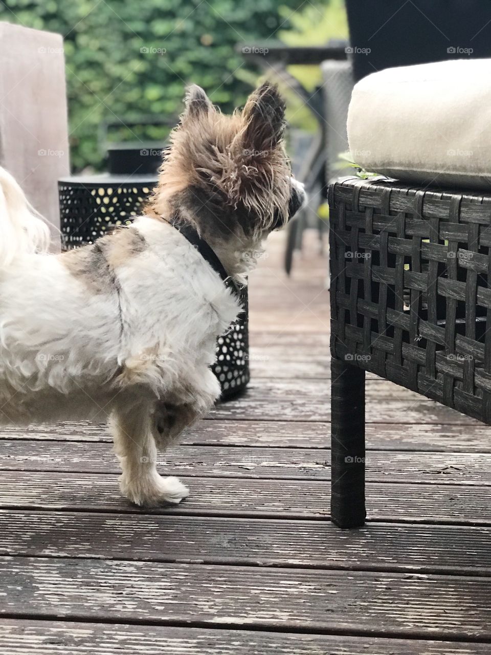 Small dog standing on three legs outside on the patio seen from the side