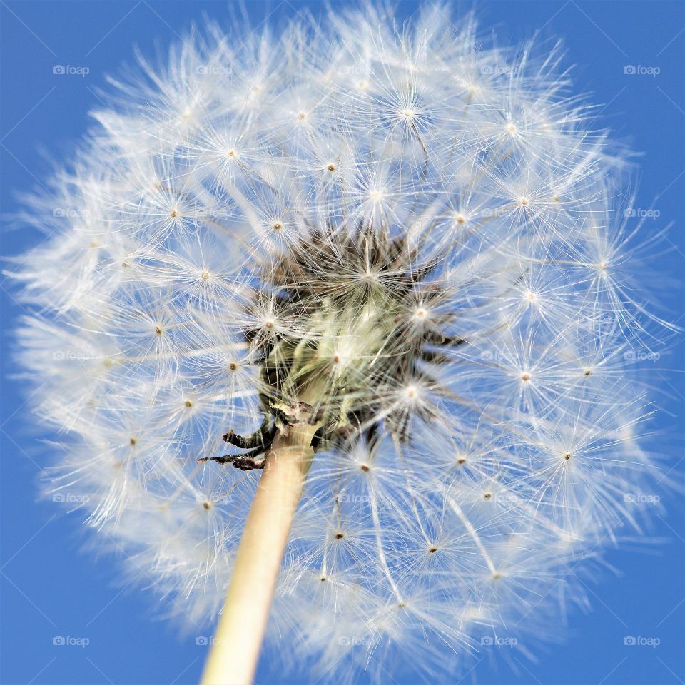 First Signs if Spring, dandelions, seeds and blue sky